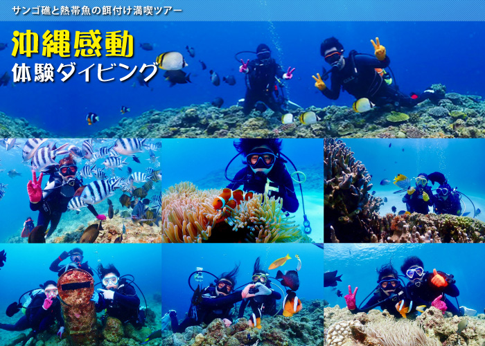 沖縄体験ダイビング サンゴ礁と熱帯魚の餌付け満喫ツアー