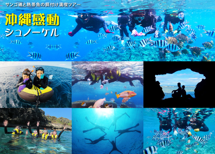 沖縄シュノーケル サンゴ礁と熱帯魚の餌付け満喫ツアー